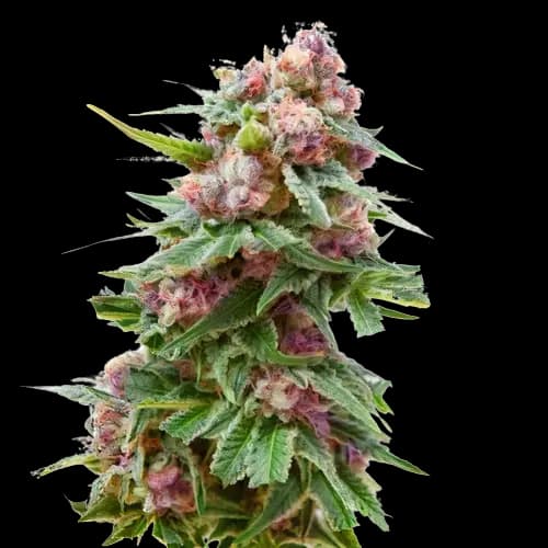 Grapefruit Kush cannabis seeds packaging — Royal King Seeds Canada