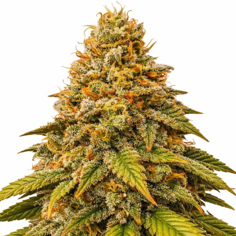Grease Monkey Autoflower