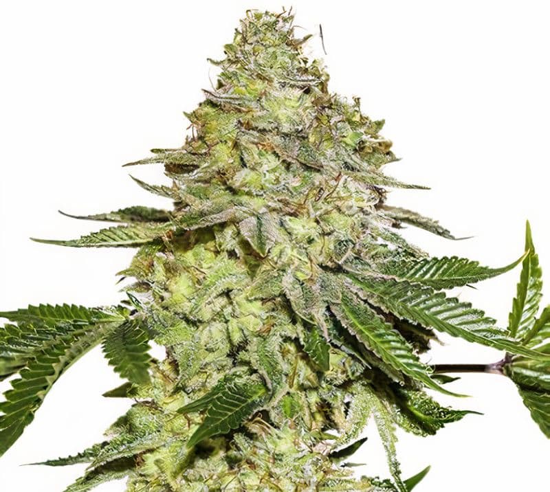 Green Candy cannabis seeds packaging — Royal King Seeds Canada