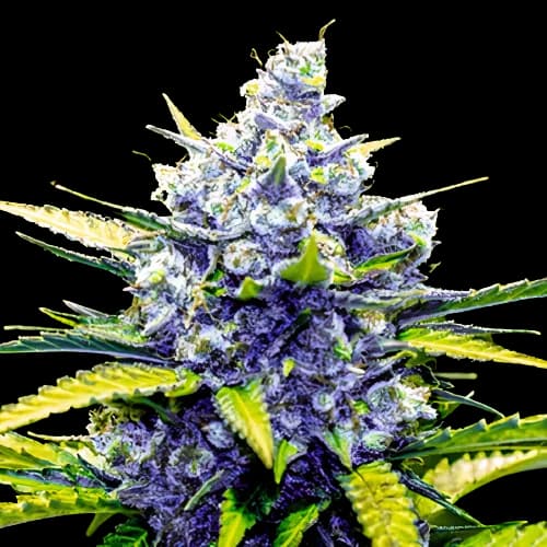 Green Cheese Feminized