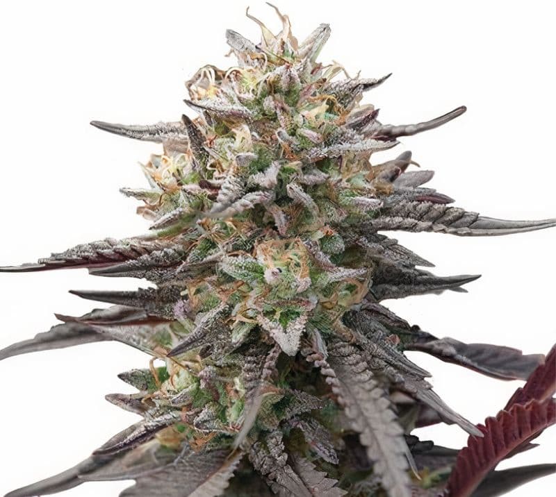 Green Crack Punch Autoflower