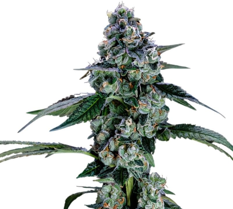 Green Door Kush Feminized