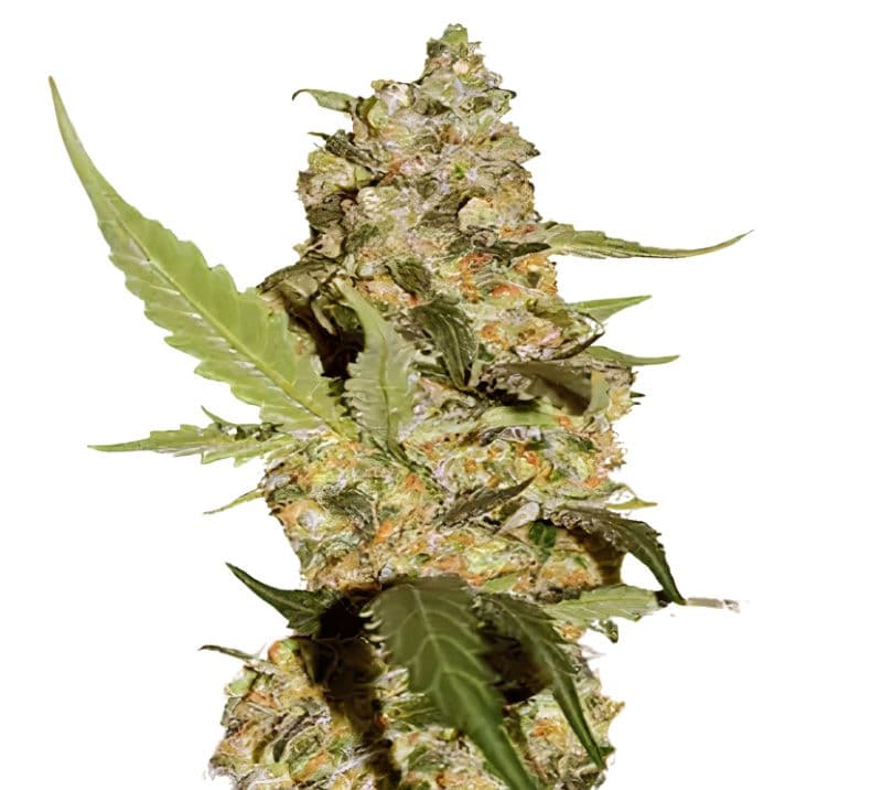 Green Dream Feminized