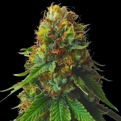 Green Goblin Autoflower
