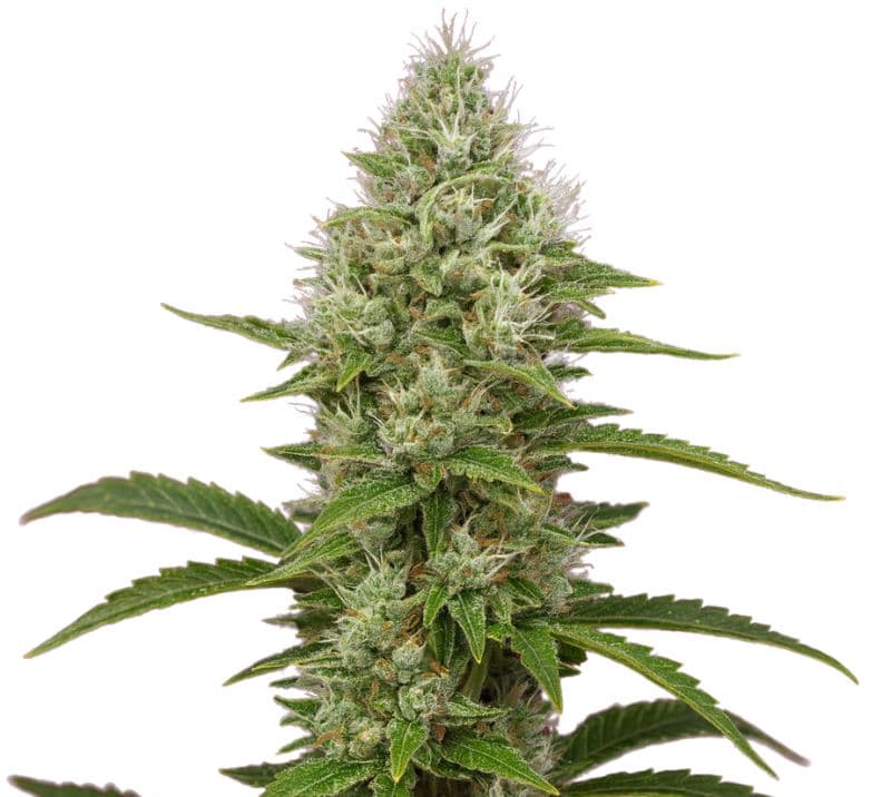 Green Goddess cannabis seeds packaging — Royal King Seeds Canada