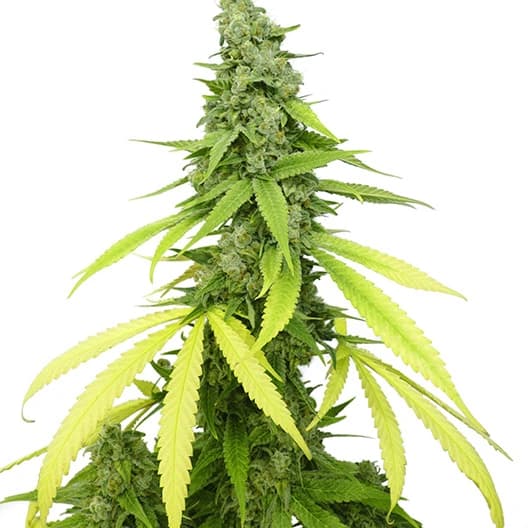 Green Kush Feminized