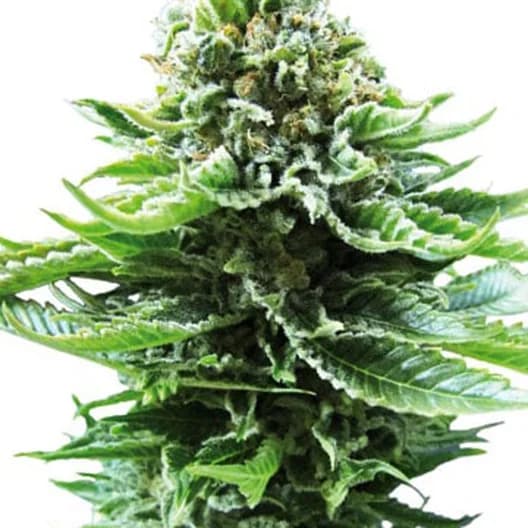 Green Line OG Autoflower