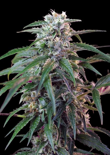 Green Poison Autoflower