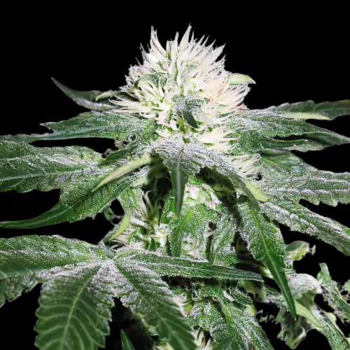 Green Ribbon Autoflower