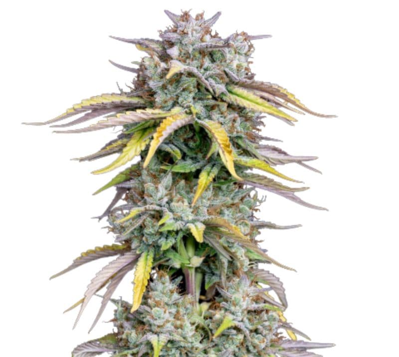 Grilled Cheese Autoflower