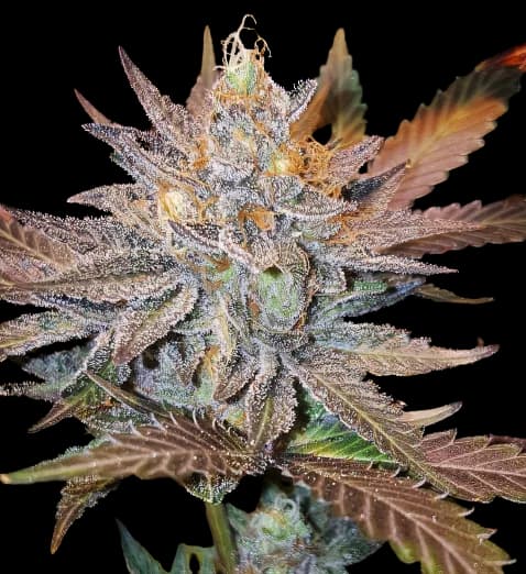 Guard Dawg Feminized