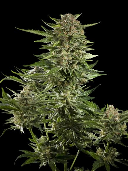 Guido Kush Autoflower