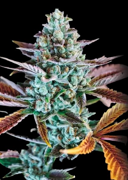 Gupta Kush Autoflower