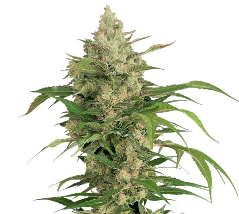 Hammerhead cannabis seeds packaging — Royal King Seeds Canada