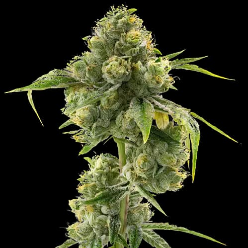 Hashbar OG Autoflower