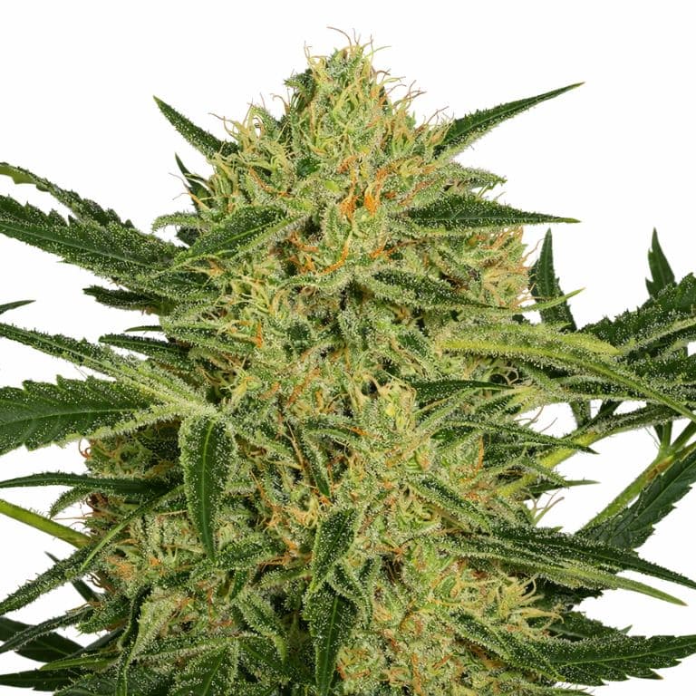 Hawaiian Dream CBD cannabis seeds packaging — Royal King Seeds Canada