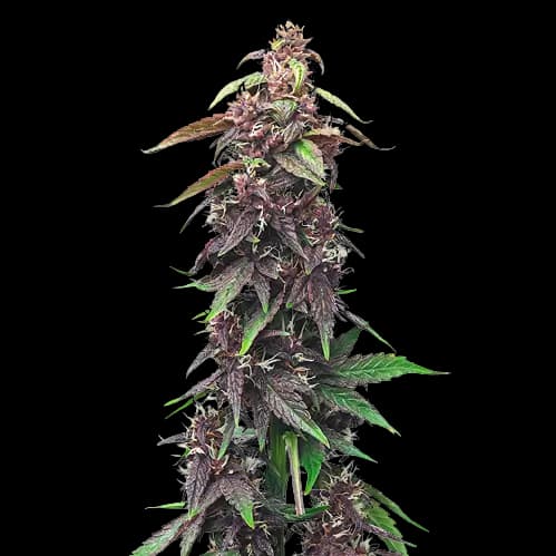 Hawaiian Purple Kush Autoflower
