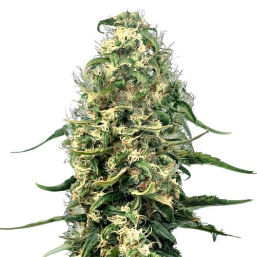 Hawaiian Snow Feminized