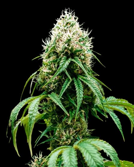 Head Cheese Feminized