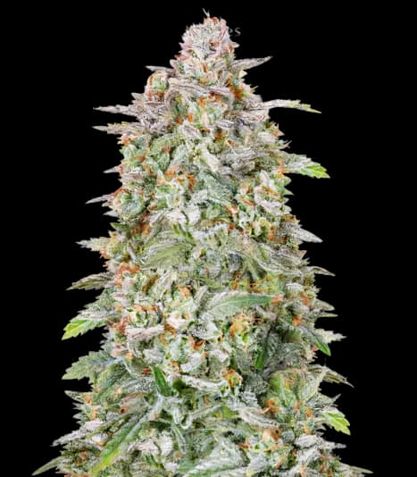 Heavy Duty Fruity Feminized