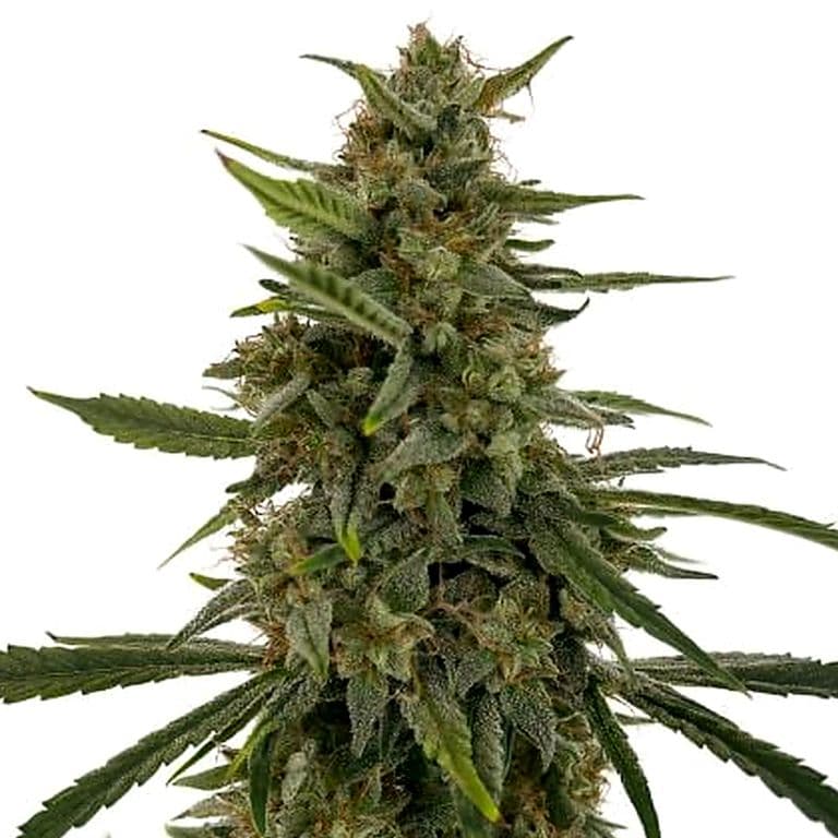 Hells OG Haze Feminized