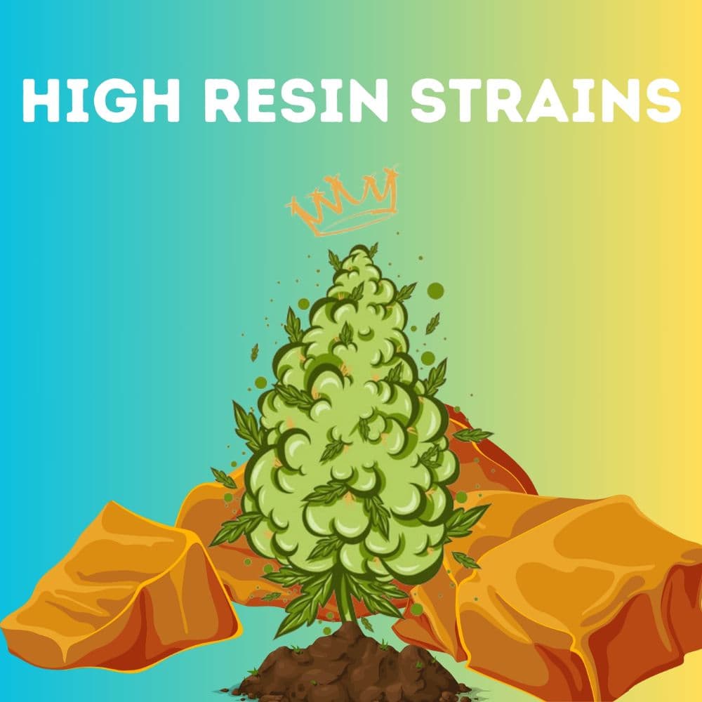 High Resin Pack