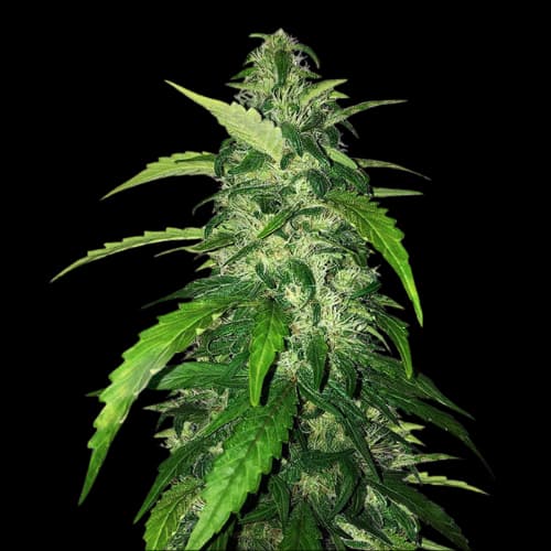 Holy Grail Kush Feminized