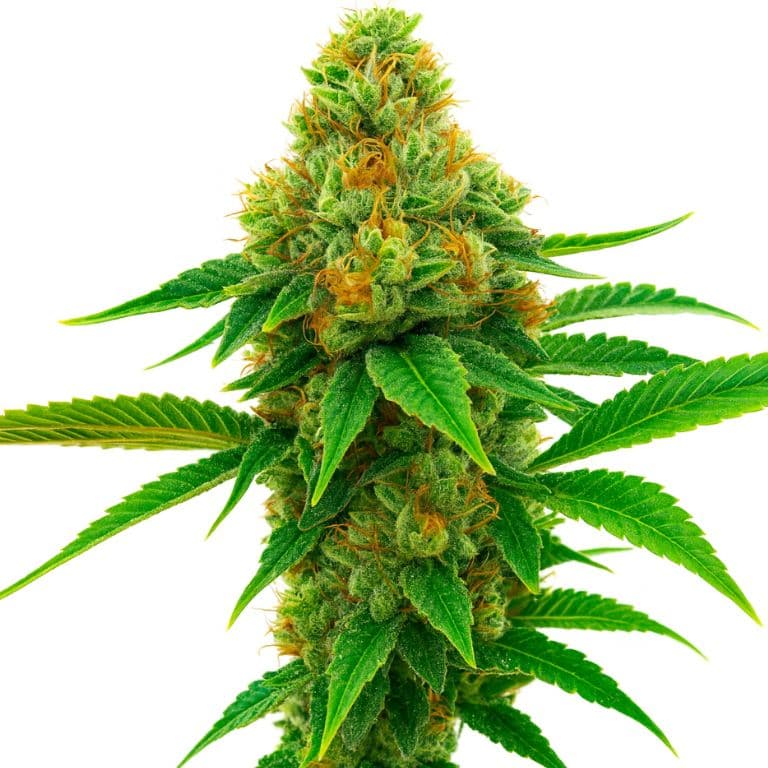 Honey Banana Feminized