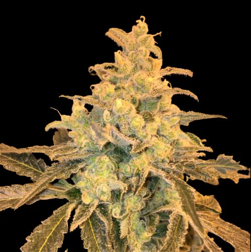 Honey Bananas Feminized