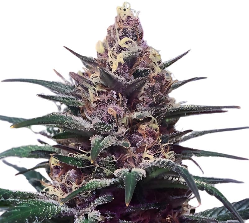 Honey Boo Boo cannabis seeds packaging — Royal King Seeds Canada