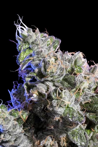 Huckleberry Feminized