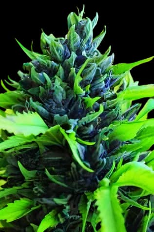 Humboldt Dream Feminized