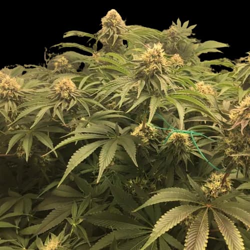 Humboldt Headband Feminized