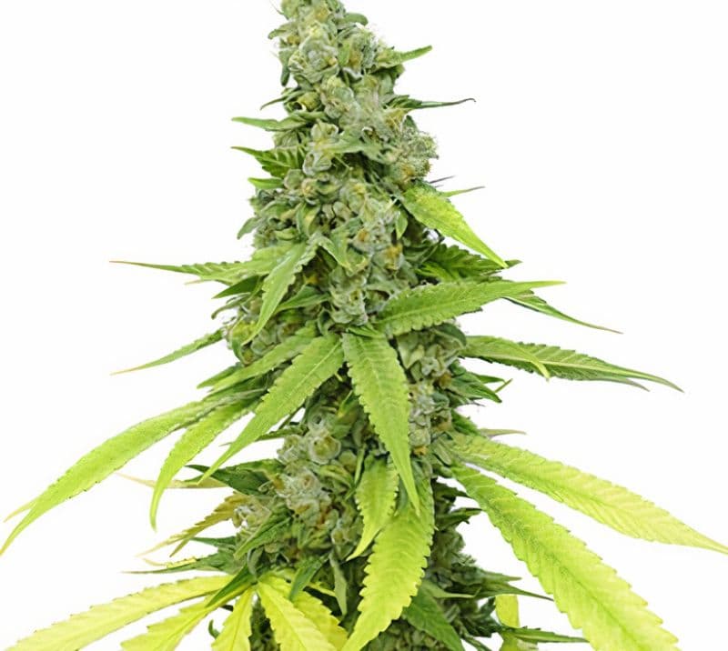 Hyper Critical Autoflower