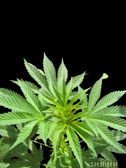 Iced Widow Feminized
