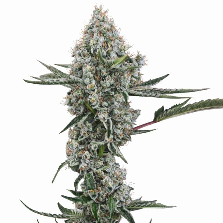 Illuminati OG Autoflower