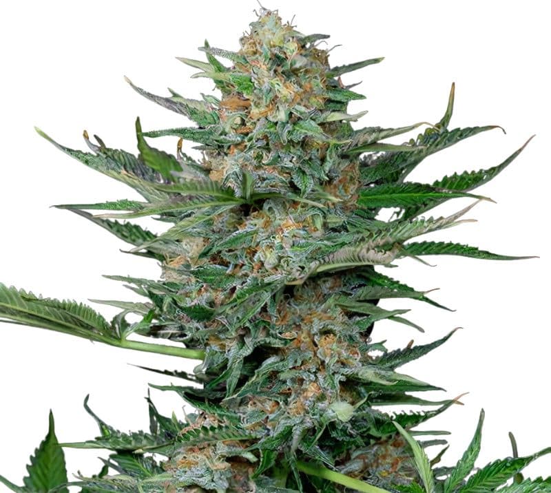 Industrial Plant Autoflower
