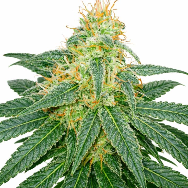 Island Sweet Skunk cannabis seeds packaging — Royal King Seeds Canada