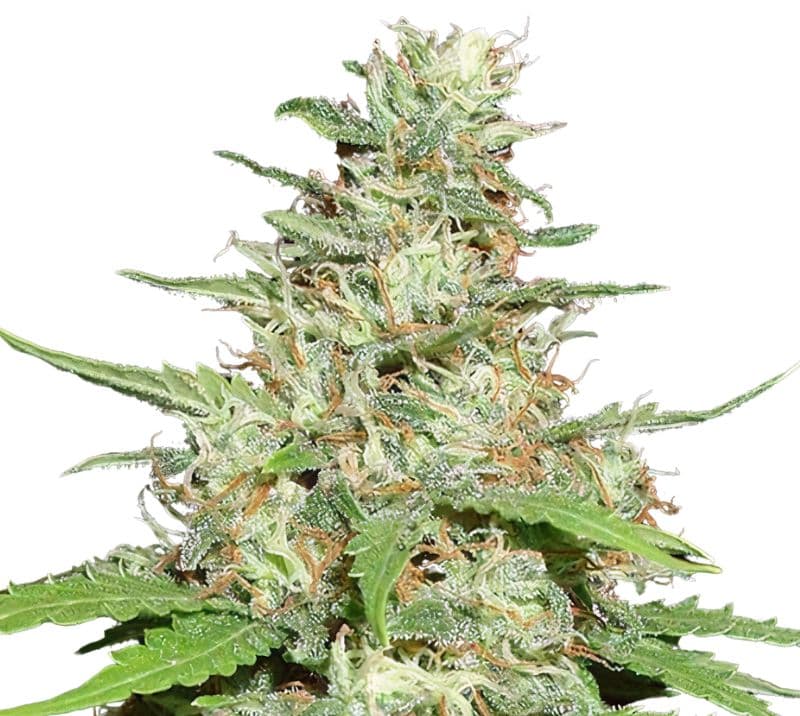 Jack the Ripper Feminized