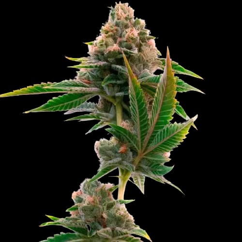 Jedi Cookies Feminized