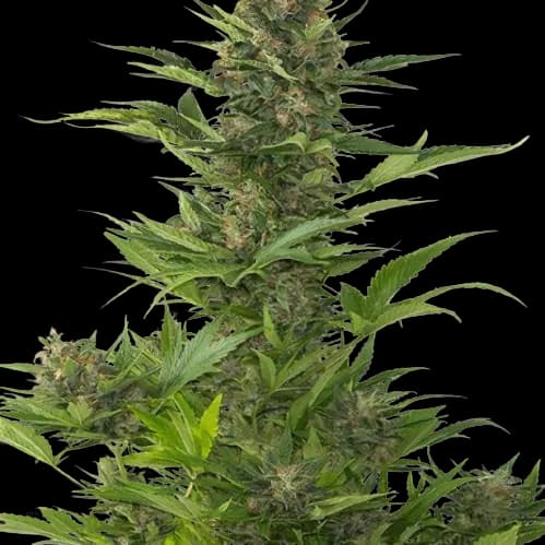 Jelly Roll Autoflower