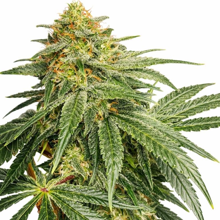 Jesus Juice Feminized