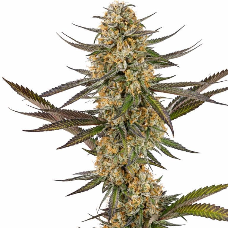 Juicy Fruit Feminized