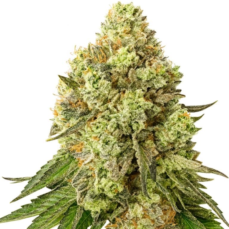 Jungle Cookie cannabis seeds packaging — Royal King Seeds Canada