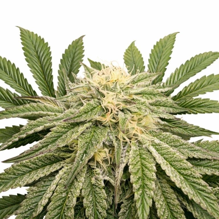 Jungle Lava Feminized