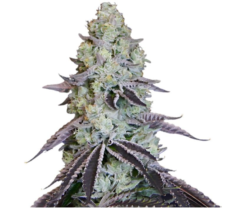 Katsu Bubba Kush cannabis seeds packaging — Royal King Seeds Canada