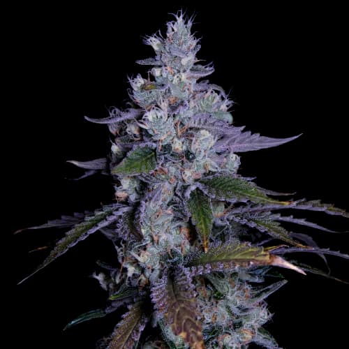 Katsu Kush cannabis seeds packaging — Royal King Seeds Canada