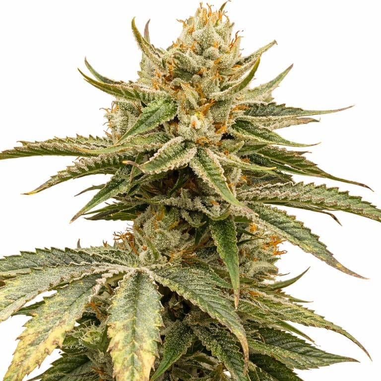 Kelly Hill Gold cannabis seeds packaging — Royal King Seeds Canada