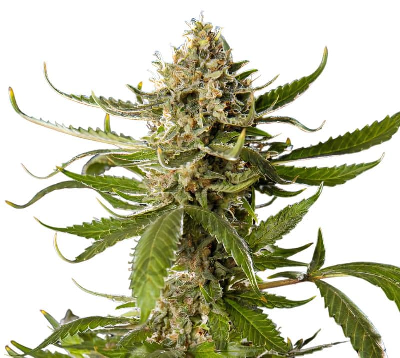 Khufu cannabis seeds packaging — Royal King Seeds Canada