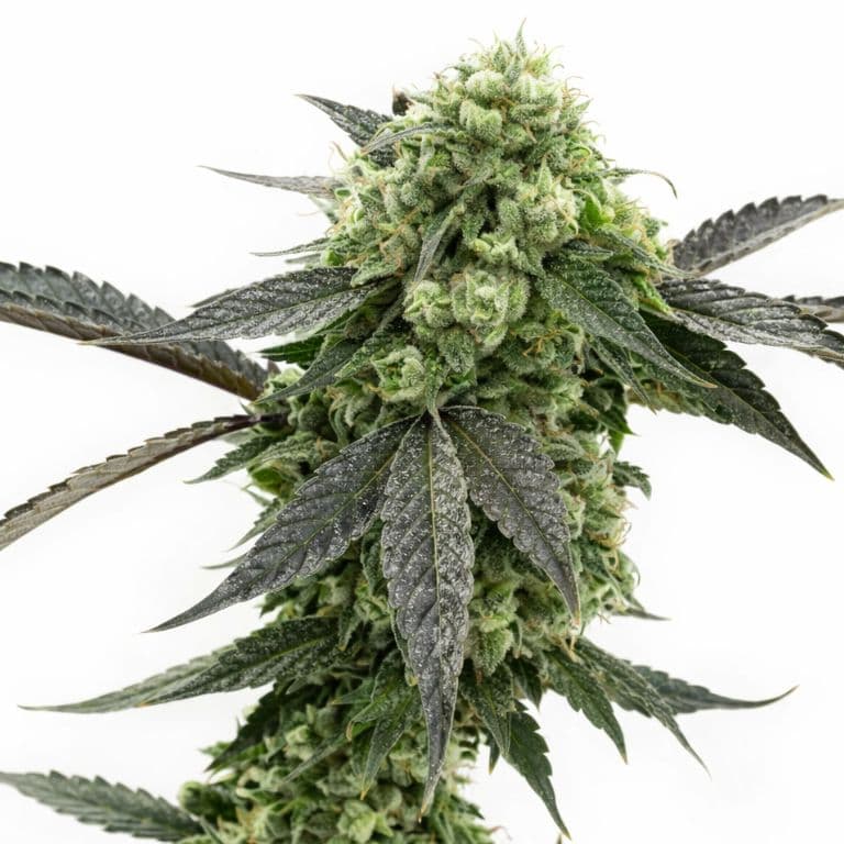 Kid Nβ Kookies Feminized
